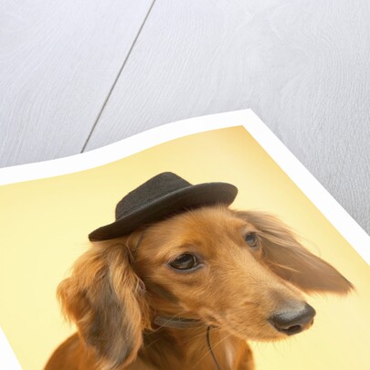 Dachshund Wearing Fedora by Anonymous