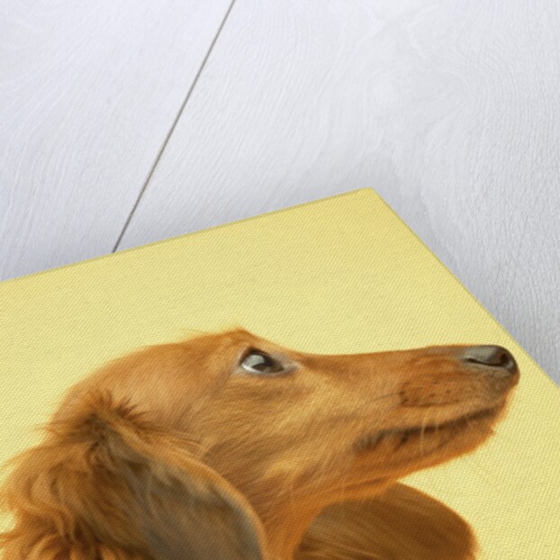 Long-haired Dachshund by Anonymous