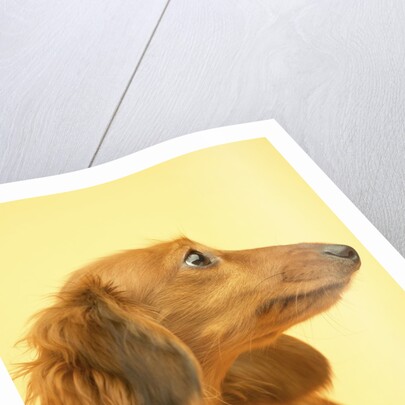 Long-haired Dachshund by Anonymous