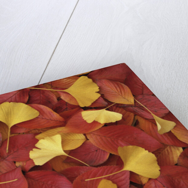 Autumnal Ginko and Dogwood Leaves by Anonymous