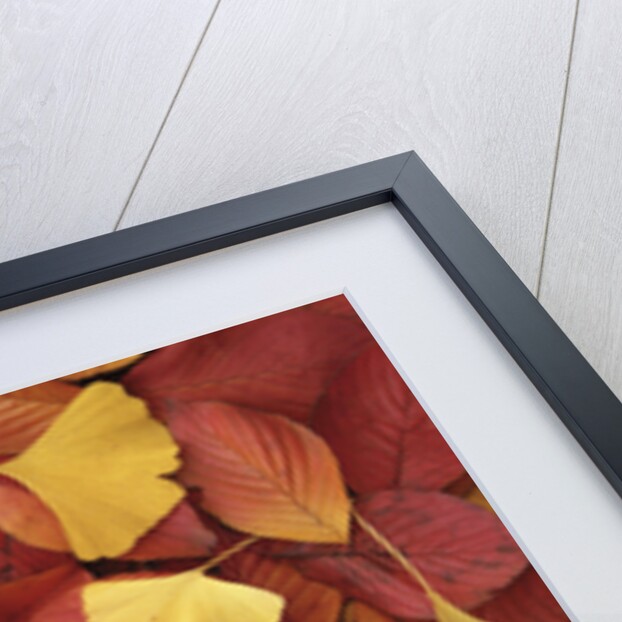 Autumnal Ginko and Dogwood Leaves by Anonymous