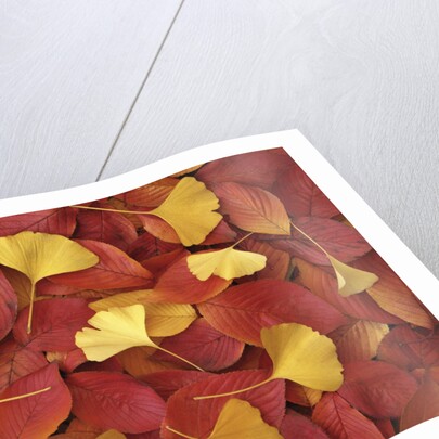 Autumnal Ginko and Dogwood Leaves by Anonymous