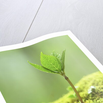 New Seedling by Anonymous