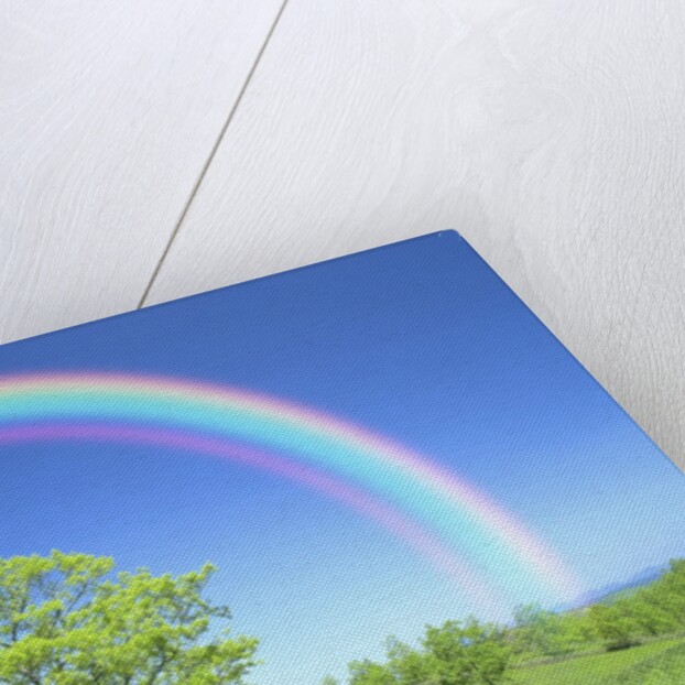 Rainbow Over a Tree by Anonymous