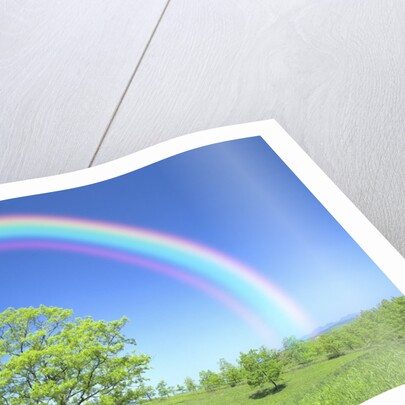 Rainbow Over a Tree by Anonymous