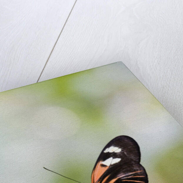 Postman Butterfly Sitting on Leaf by Anonymous