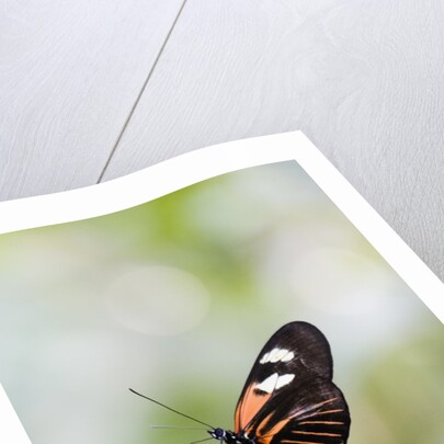 Postman Butterfly Sitting on Leaf by Anonymous