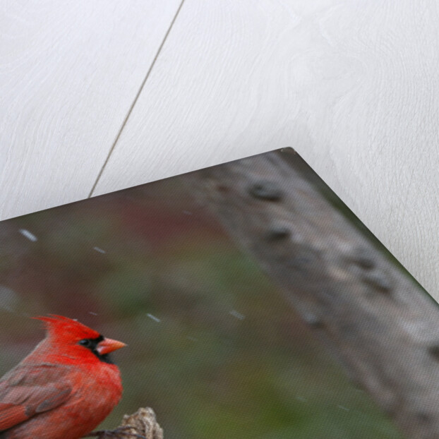 Cardinal, State Bird of North Carolina by Anonymous
