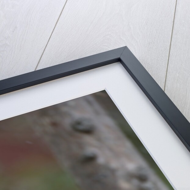 Cardinal, State Bird of North Carolina by Anonymous