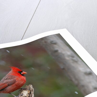 Cardinal, State Bird of North Carolina by Anonymous