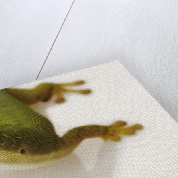 Day Gecko by Anonymous