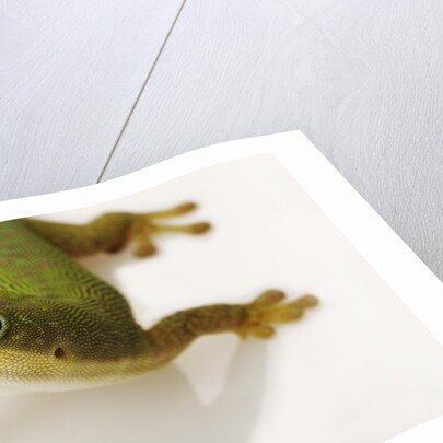 Day Gecko by Anonymous