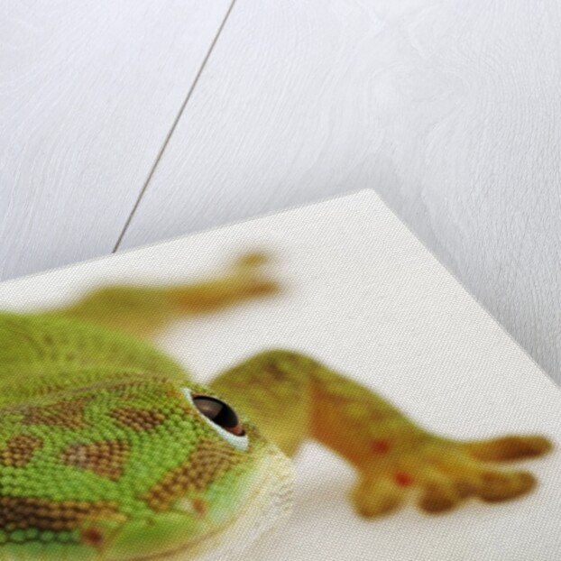 Day Gecko by Anonymous