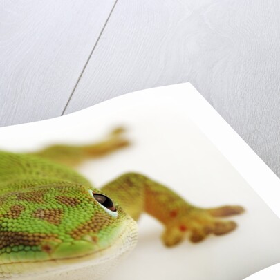 Day Gecko by Anonymous