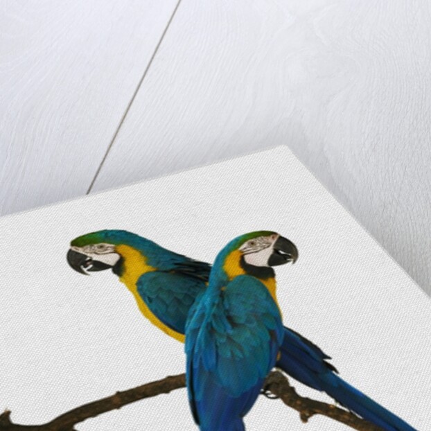 Blue-and-Gold Macaws by Anonymous