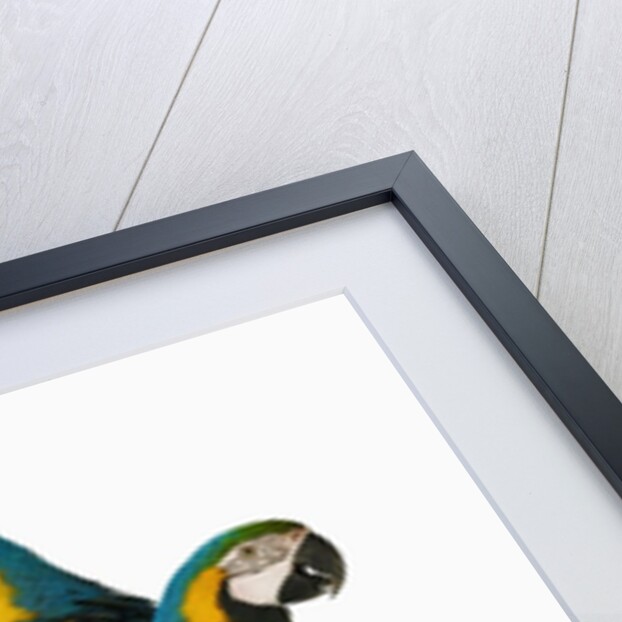 Blue-and-Gold Macaws by Anonymous