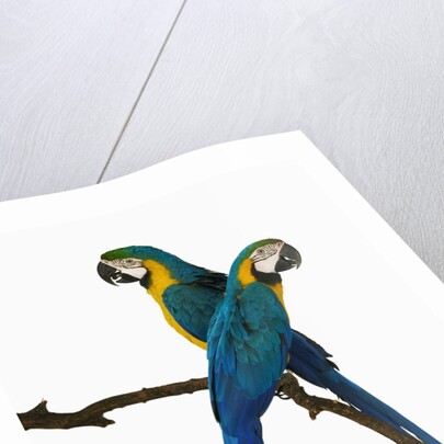 Blue-and-Gold Macaws by Anonymous