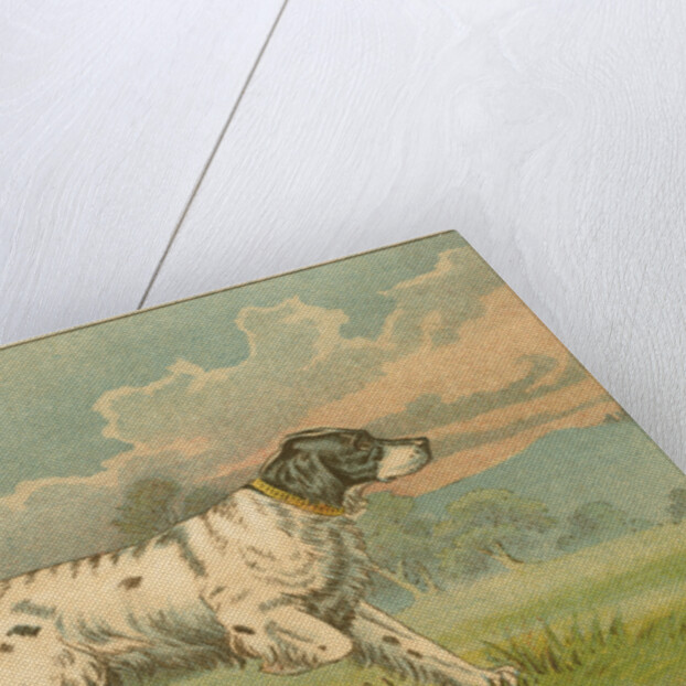 W.J. & F. Quennell Trade Card with an English Setter by Anonymous