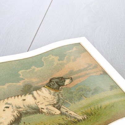 W.J. & F. Quennell Trade Card with an English Setter by Anonymous