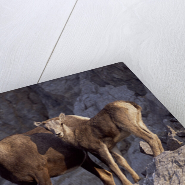 Stone Sheep Eve and Lamb on Rocky Slope by Anonymous