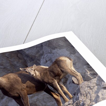 Stone Sheep Eve and Lamb on Rocky Slope by Anonymous