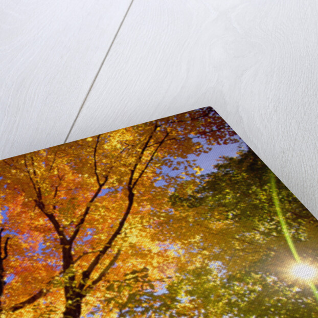 Sunlight Shining Through Sugar Maple Leaf Canopy by Anonymous