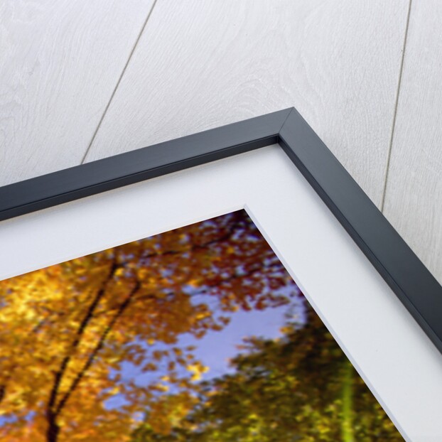 Sunlight Shining Through Sugar Maple Leaf Canopy by Anonymous