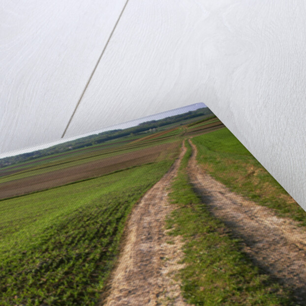 Dirt Road in Farmland by Anonymous