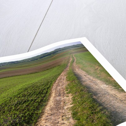 Dirt Road in Farmland by Anonymous