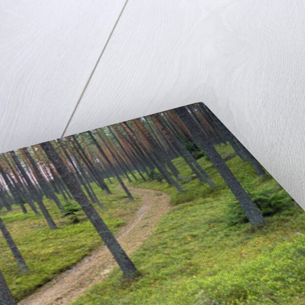 Dirt Road in Pine Forest by Anonymous
