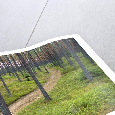 Dirt Road in Pine Forest by Anonymous