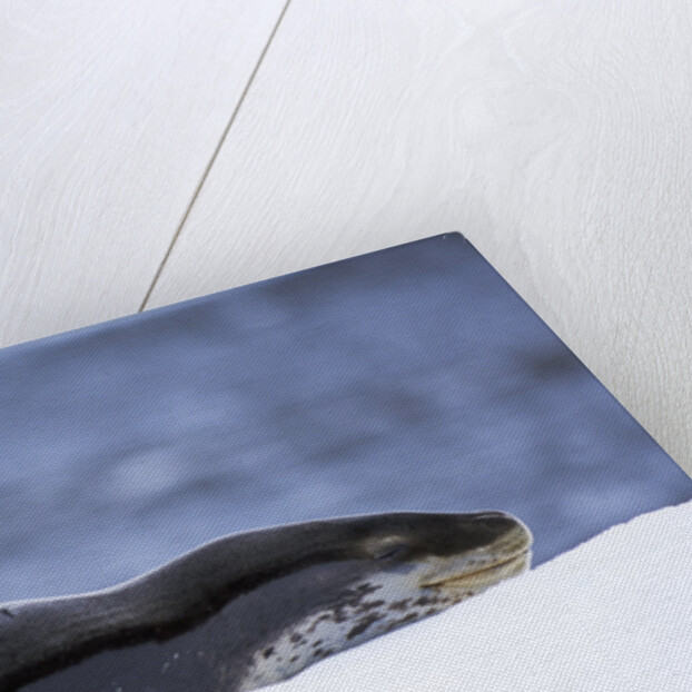 Leopard Seal Resting on Ice by Anonymous