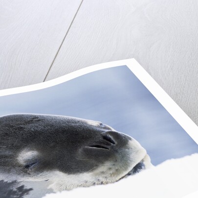 Leopard Seal Resting on Ice by Anonymous