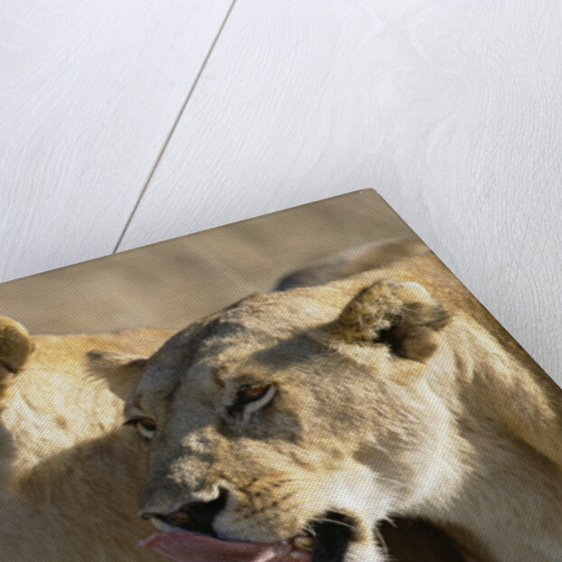Lionesses Watching Savanna by Anonymous