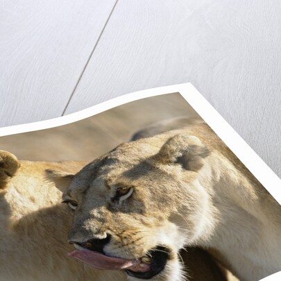 Lionesses Watching Savanna by Anonymous