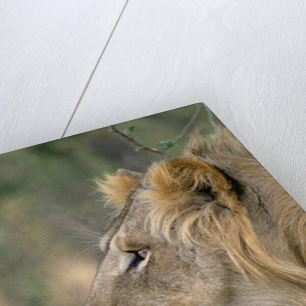 Lion in Bushes by Anonymous