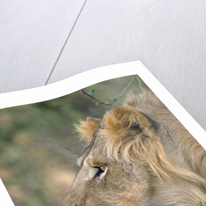 Lion in Bushes by Anonymous