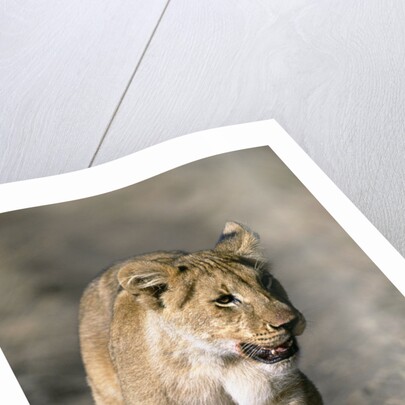 Lion Cub Running on Animal Trail by Anonymous