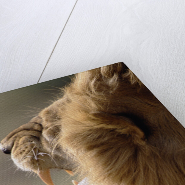 Lion Roaring by Anonymous