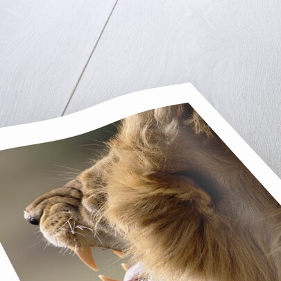 Lion Roaring by Anonymous