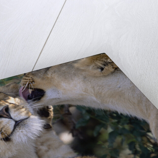 Lionesses Grooming One Another in Shade by Anonymous