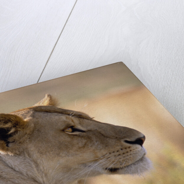 Lioness Resting by Anonymous