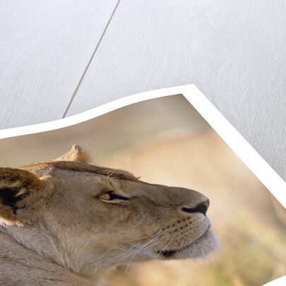 Lioness Resting by Anonymous