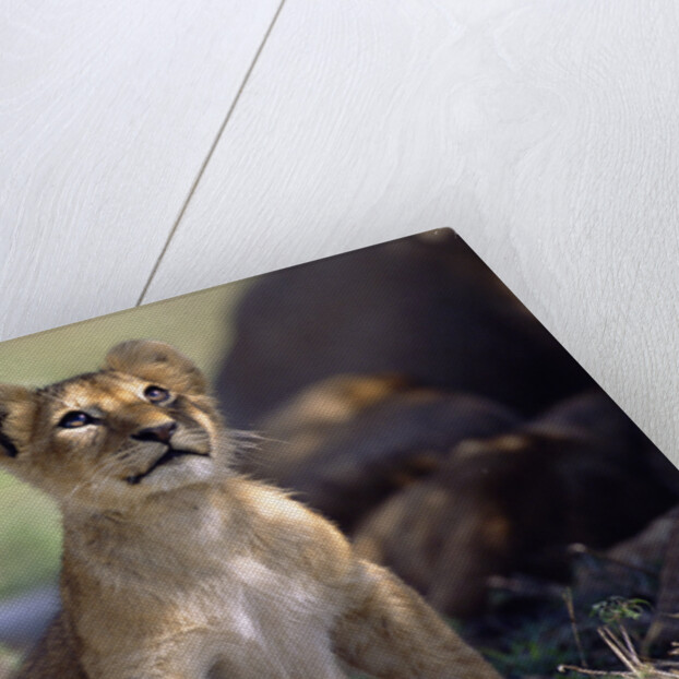 Lion Cub Watching Birds by Anonymous