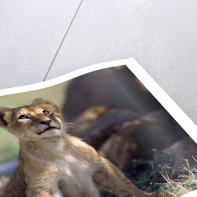 Lion Cub Watching Birds by Anonymous