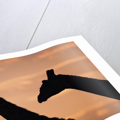 Masai Giraffes, Female and Male, Against Morning Sky by Anonymous