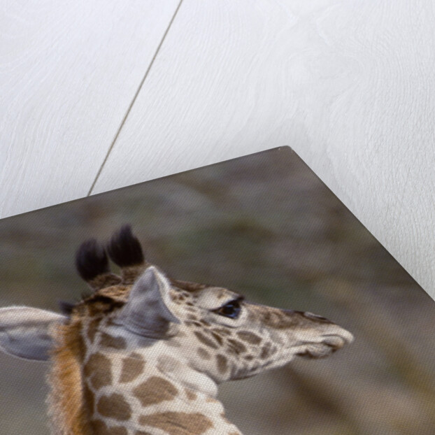 Masai Giraffe Calf by Anonymous