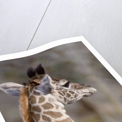 Masai Giraffe Calf by Anonymous