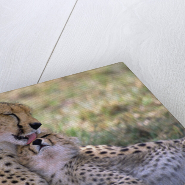 Cheetah Mother Licks Her Young Cub by Anonymous