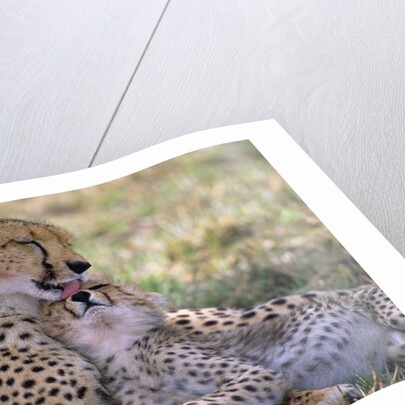 Cheetah Mother Licks Her Young Cub by Anonymous
